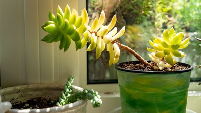 Sedum alice evans