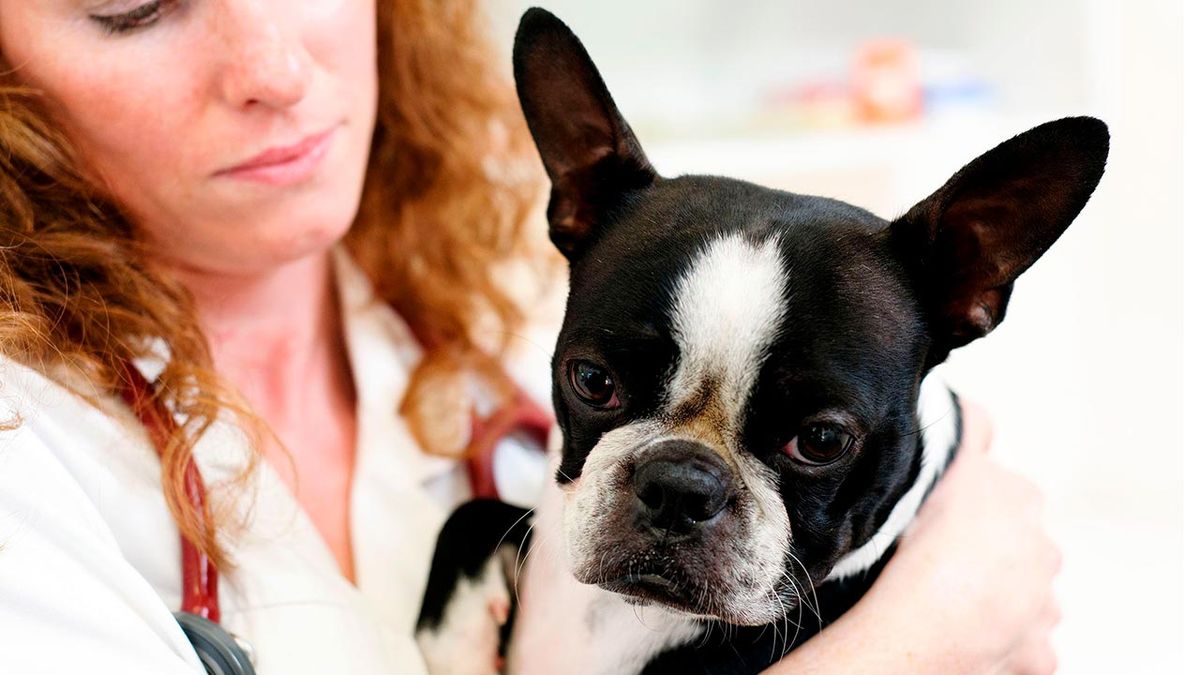 sintomas perro problemas corazon 2