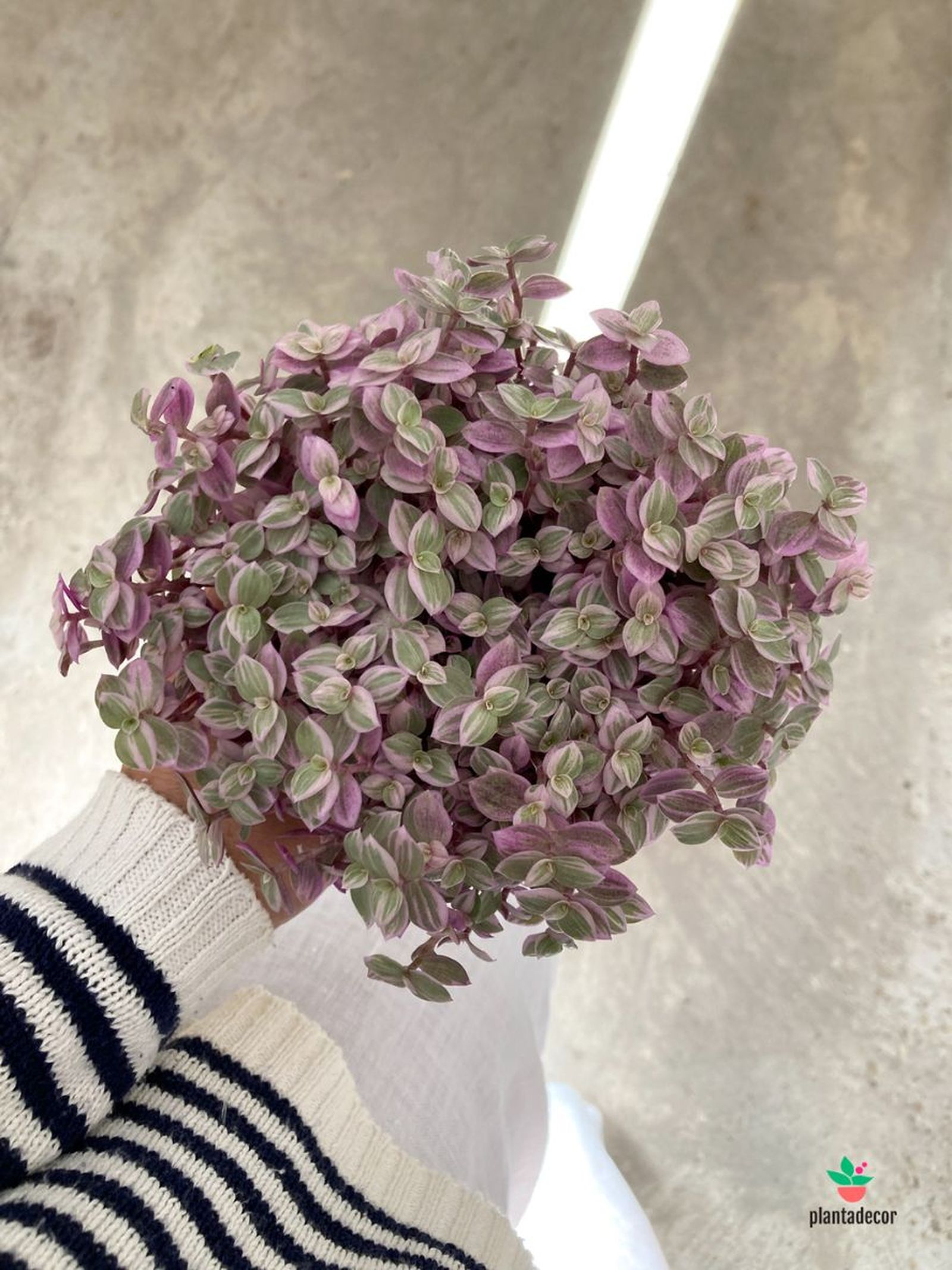 caracteristicas Callisia Repens Pink Lady plantadecor