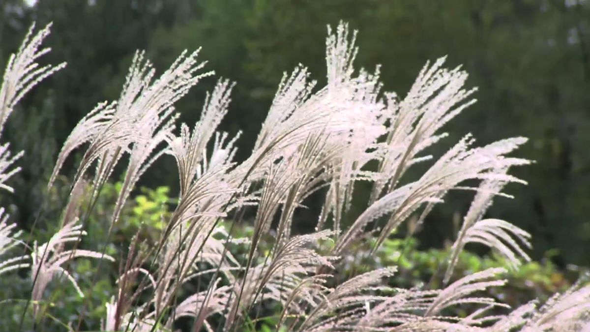 deco 754 jardin Miscanthus zebrinus