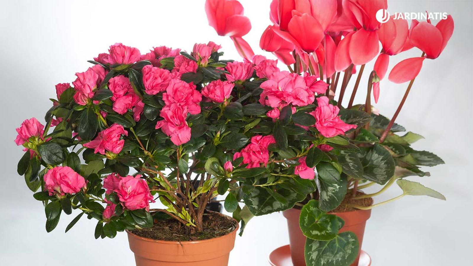 composicion floral de invierno azaleas deco 421 jardinatis