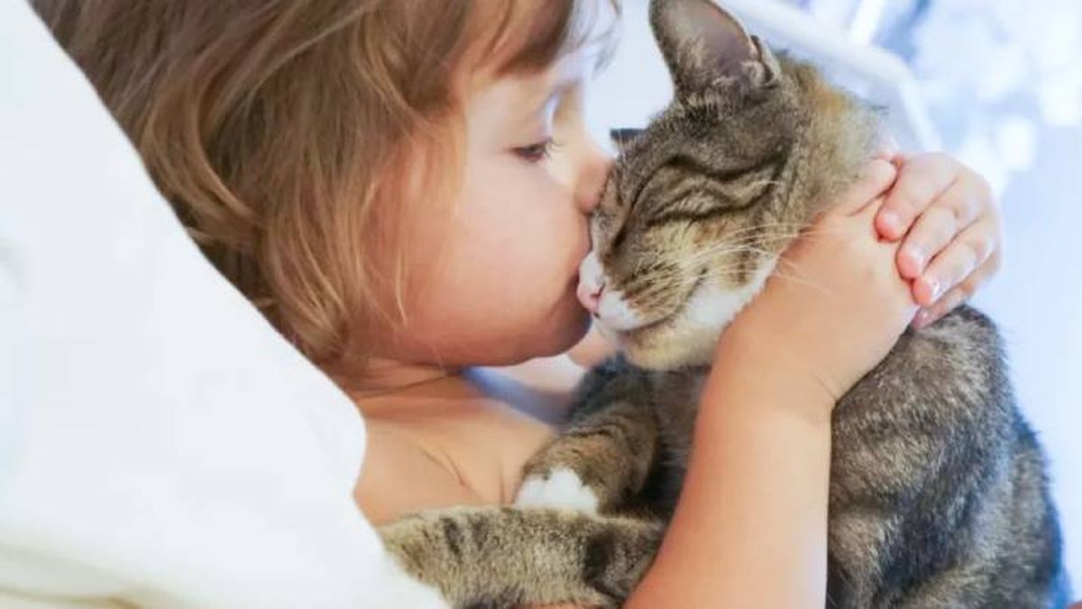 por que los gatos eligen a una persona (1)