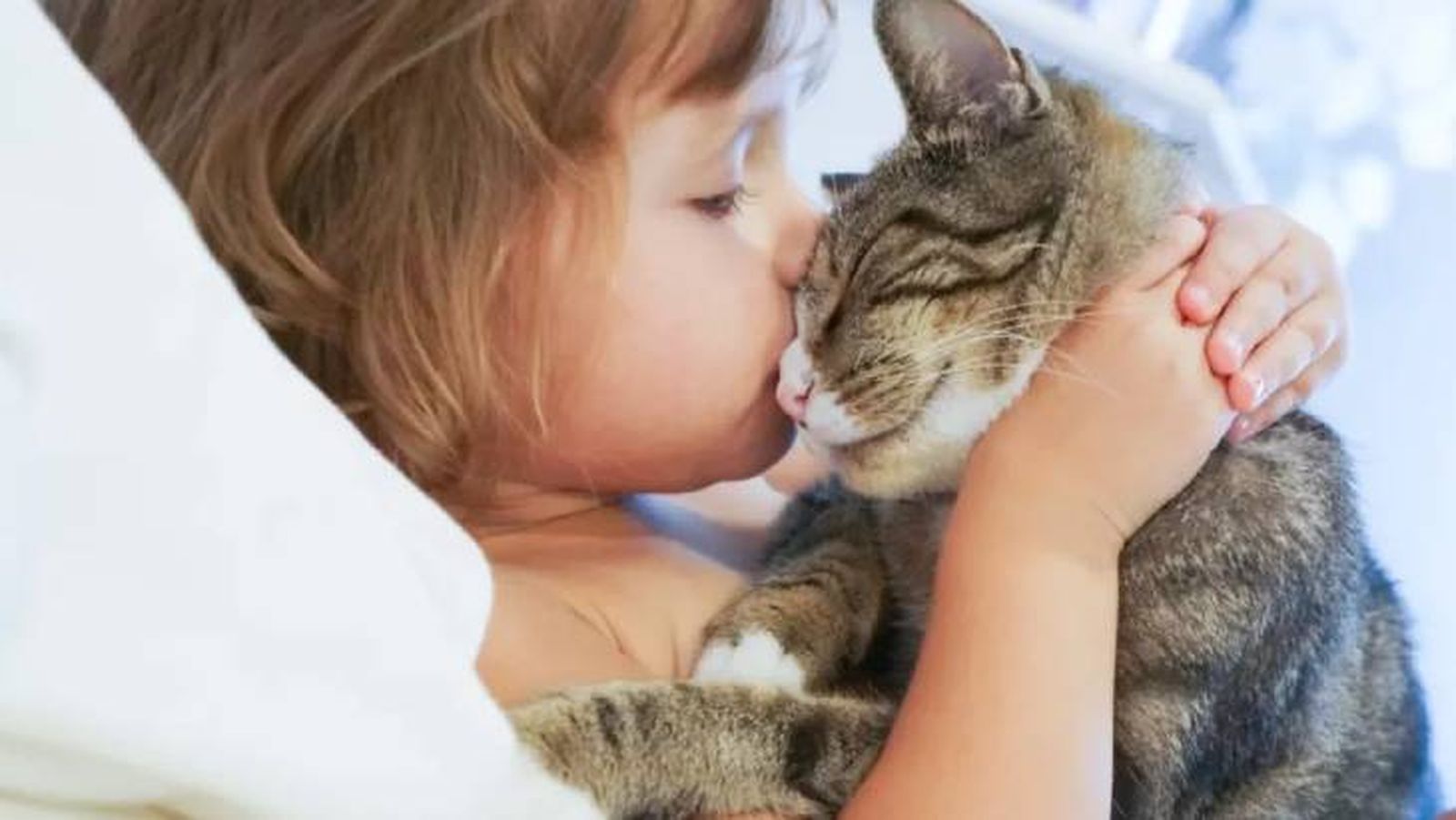 por que los gatos eligen a una persona (1)