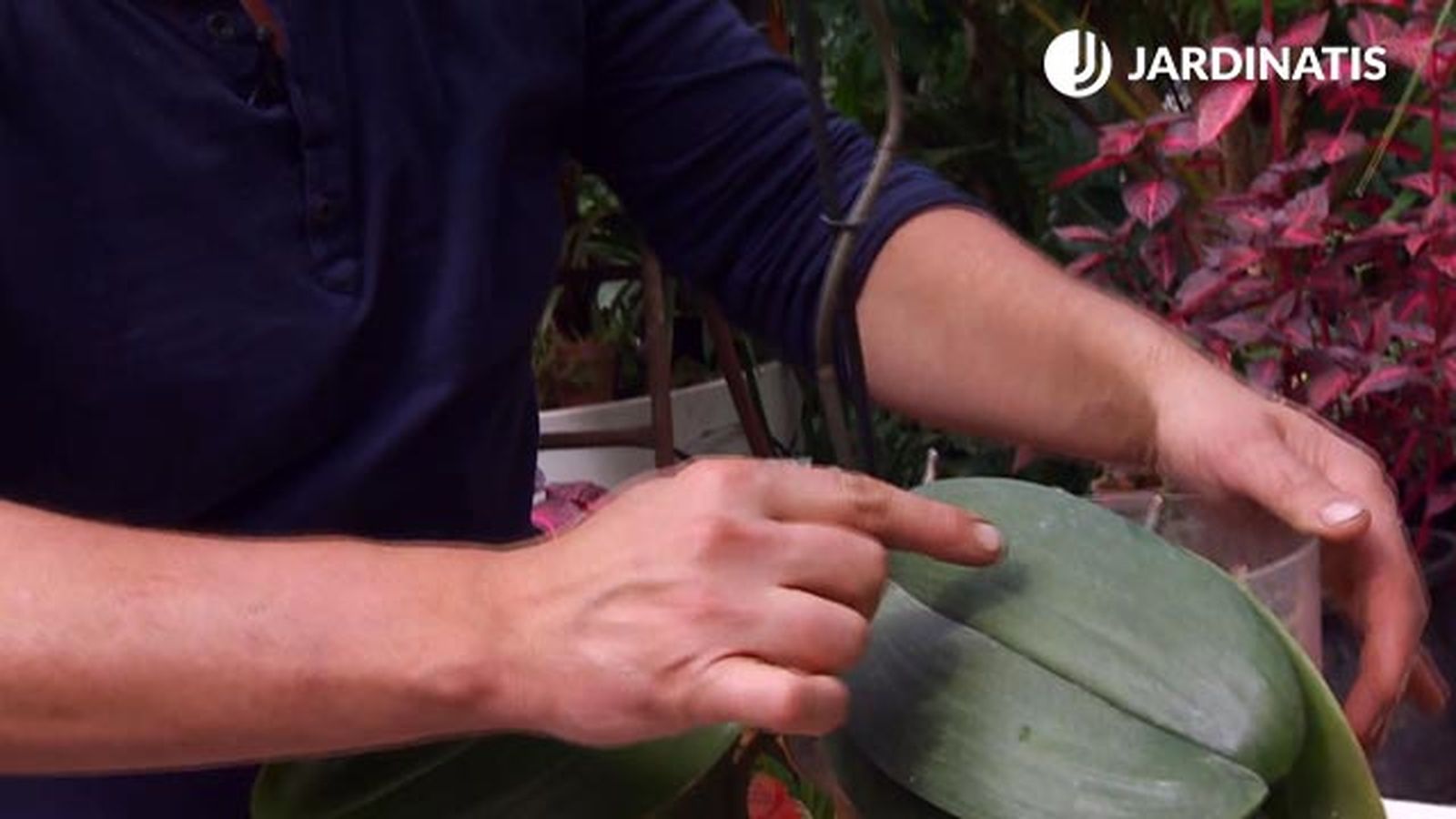 deco 659 eliminar plaga cochinilla productos bio hoja sucia