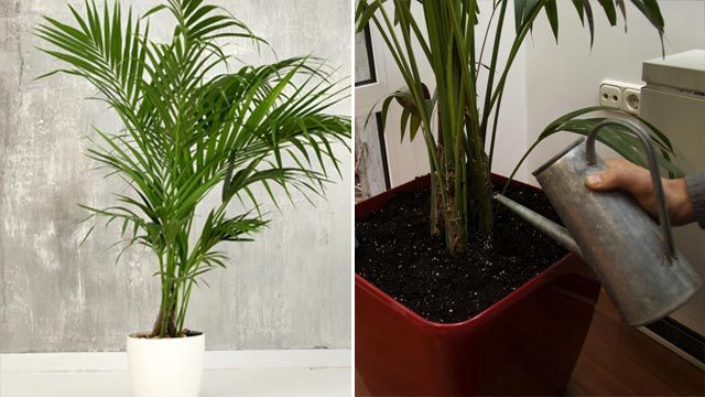 Palmera kentia.