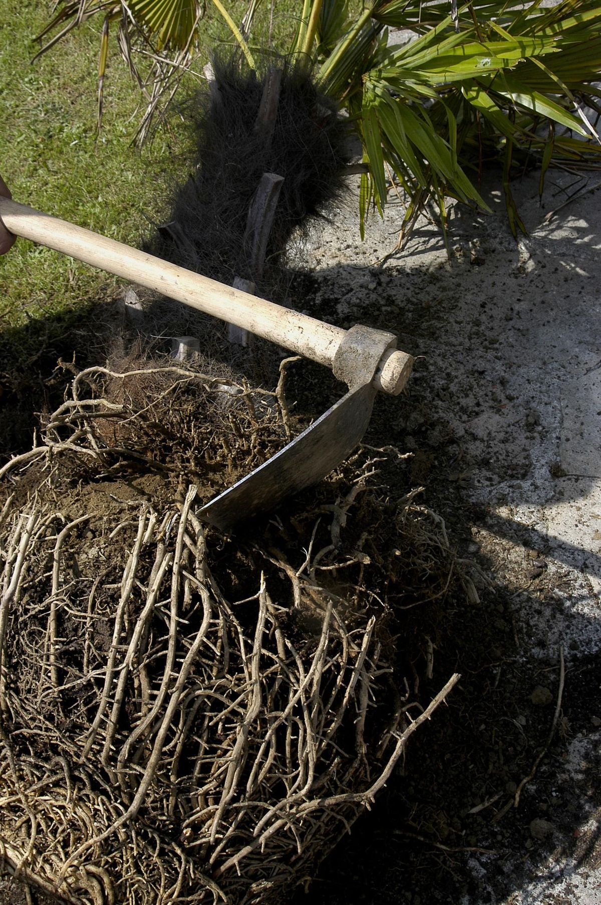 Trasplante de palmera en maceta paso 4