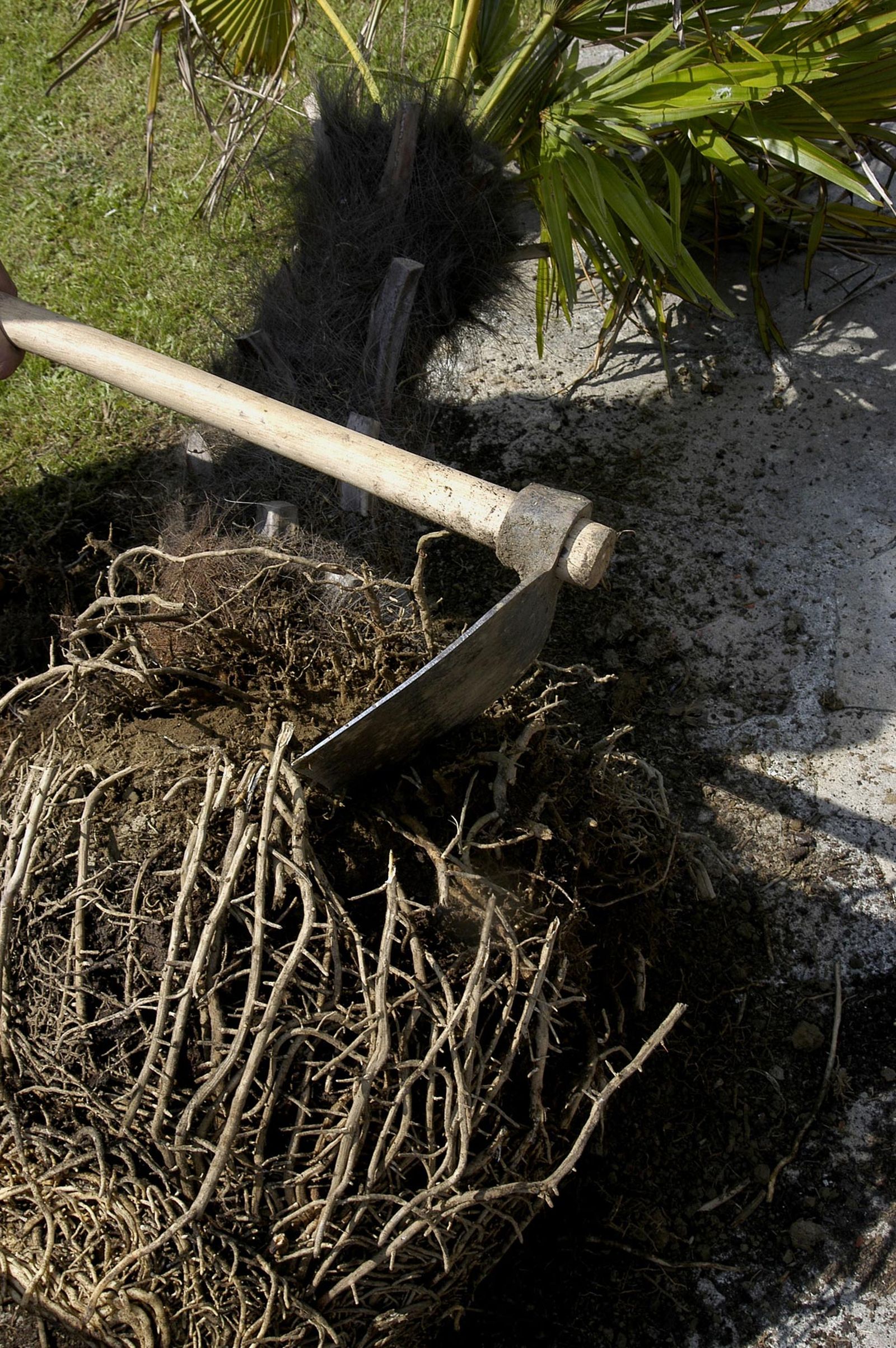 Trasplante de palmera en maceta paso 4