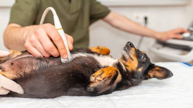 tipos de animales viviparos placentarios