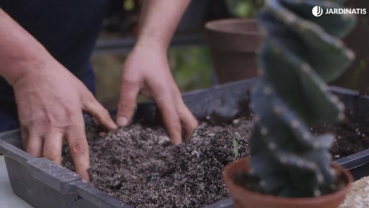 El sustrato para cactus tiene un mayor porcentaje de arena que el resto