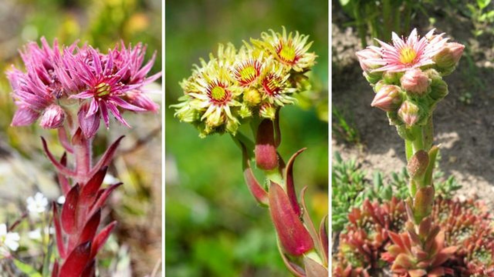 floracion de distintos tipos de siempreviva