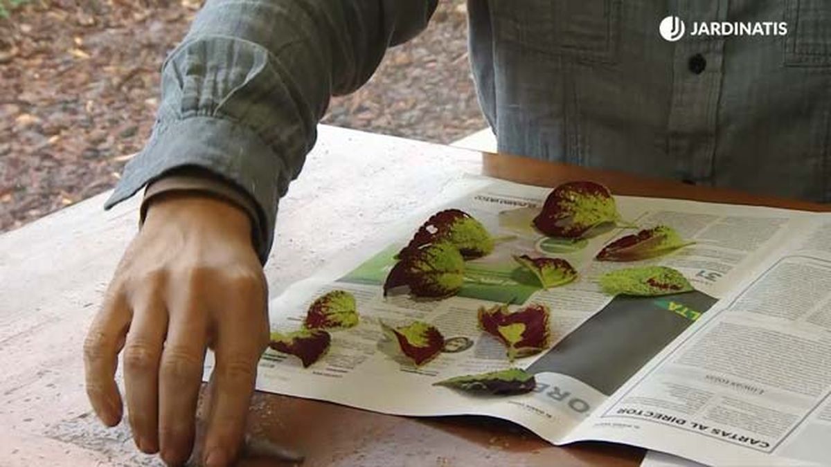 secar hojas de coleos papel periodico jardinatis deco 559
