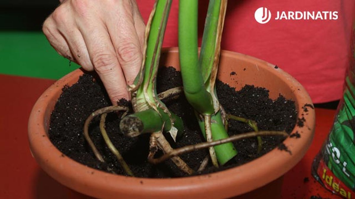 como reproducir la costilla de adan monstera deliciosa paso 3 brico 390 jardin