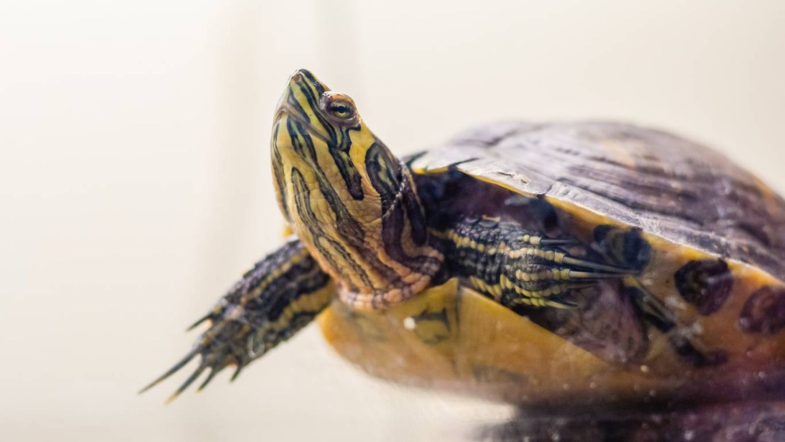 La tortuga de agua o tortuga acuática es uno de los reptiles más habituales en nuestros hogares.