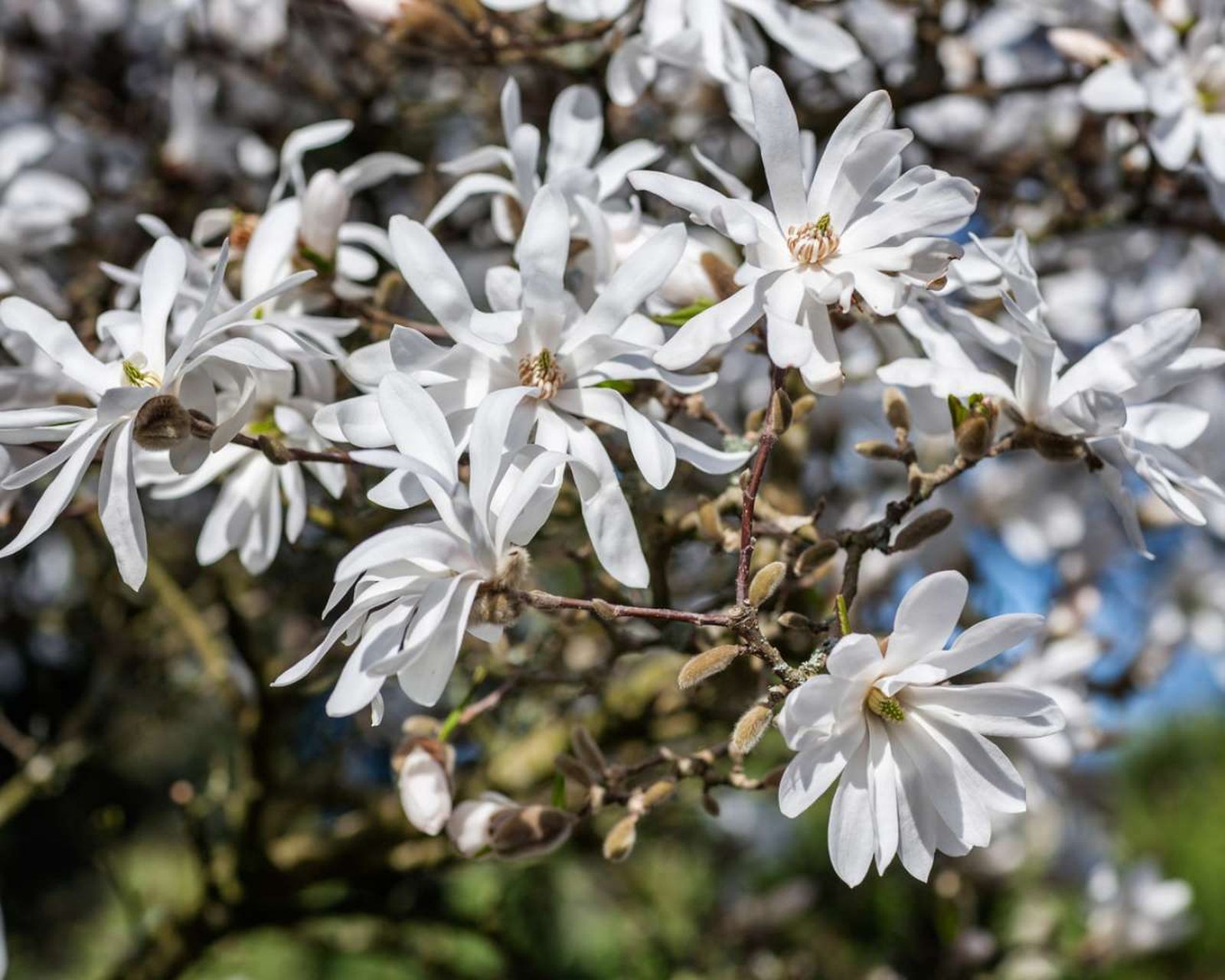 La Magnolia stellata es una especie caducifolia.