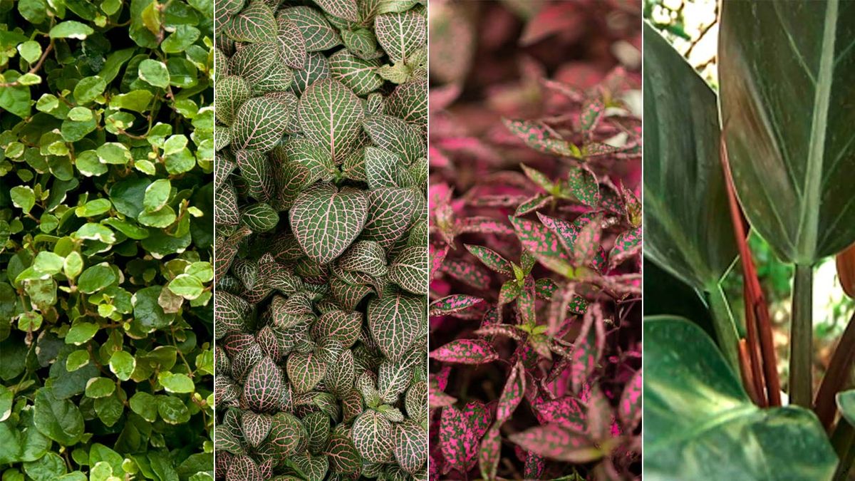 composicion plantas interior hypoestes fittonia ficus pumila philodendron erubescens xl retj 027