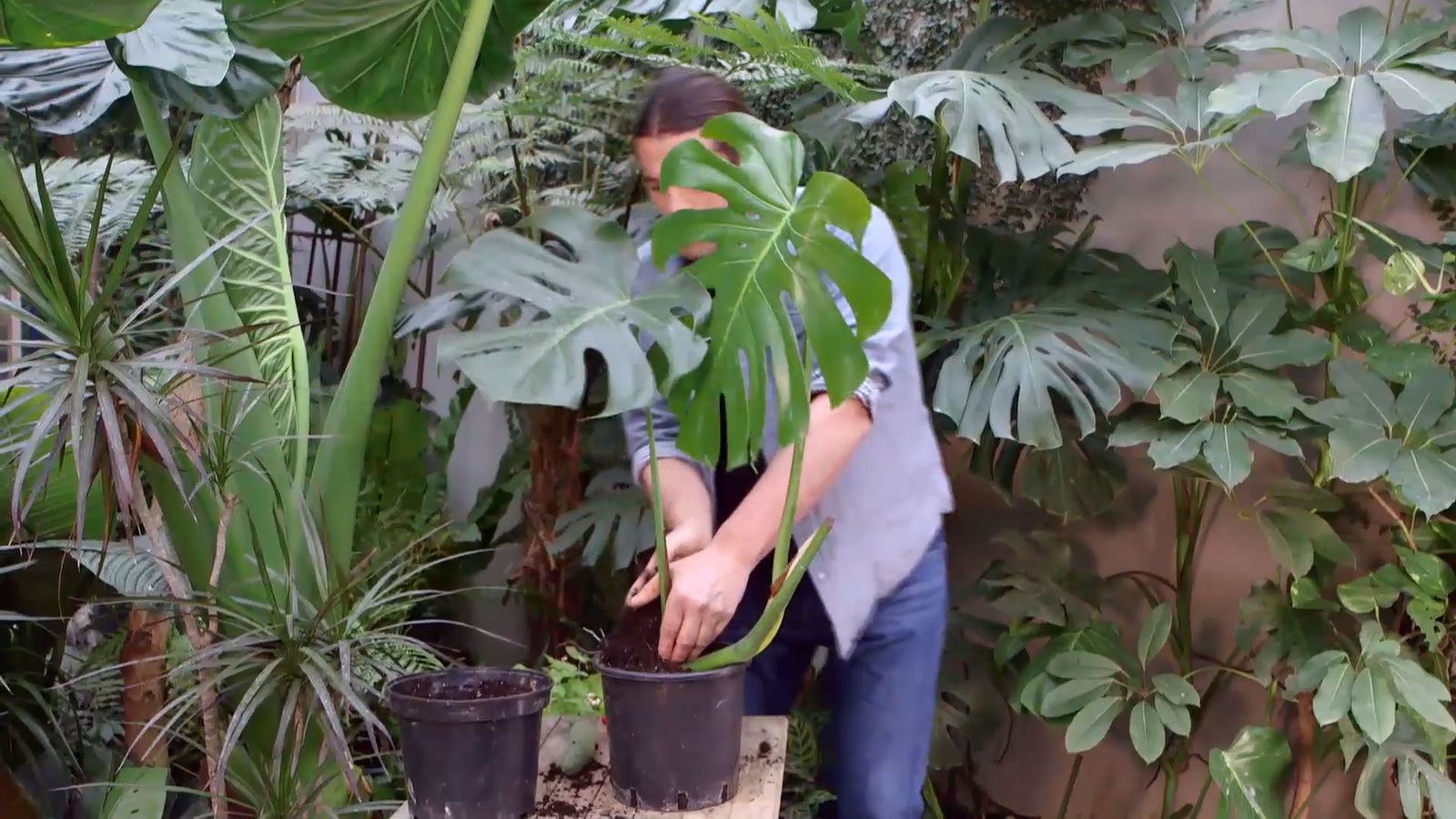 brico 942 3 curiosidades costilla adan plantacion