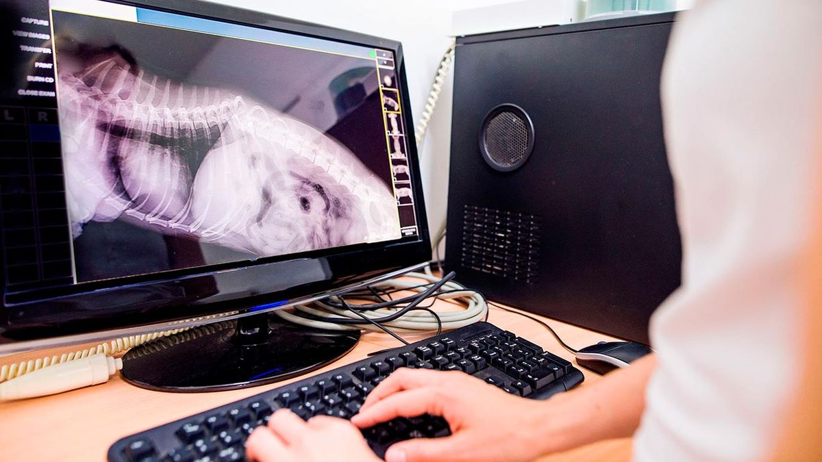 sintomas perro problemas corazon 3