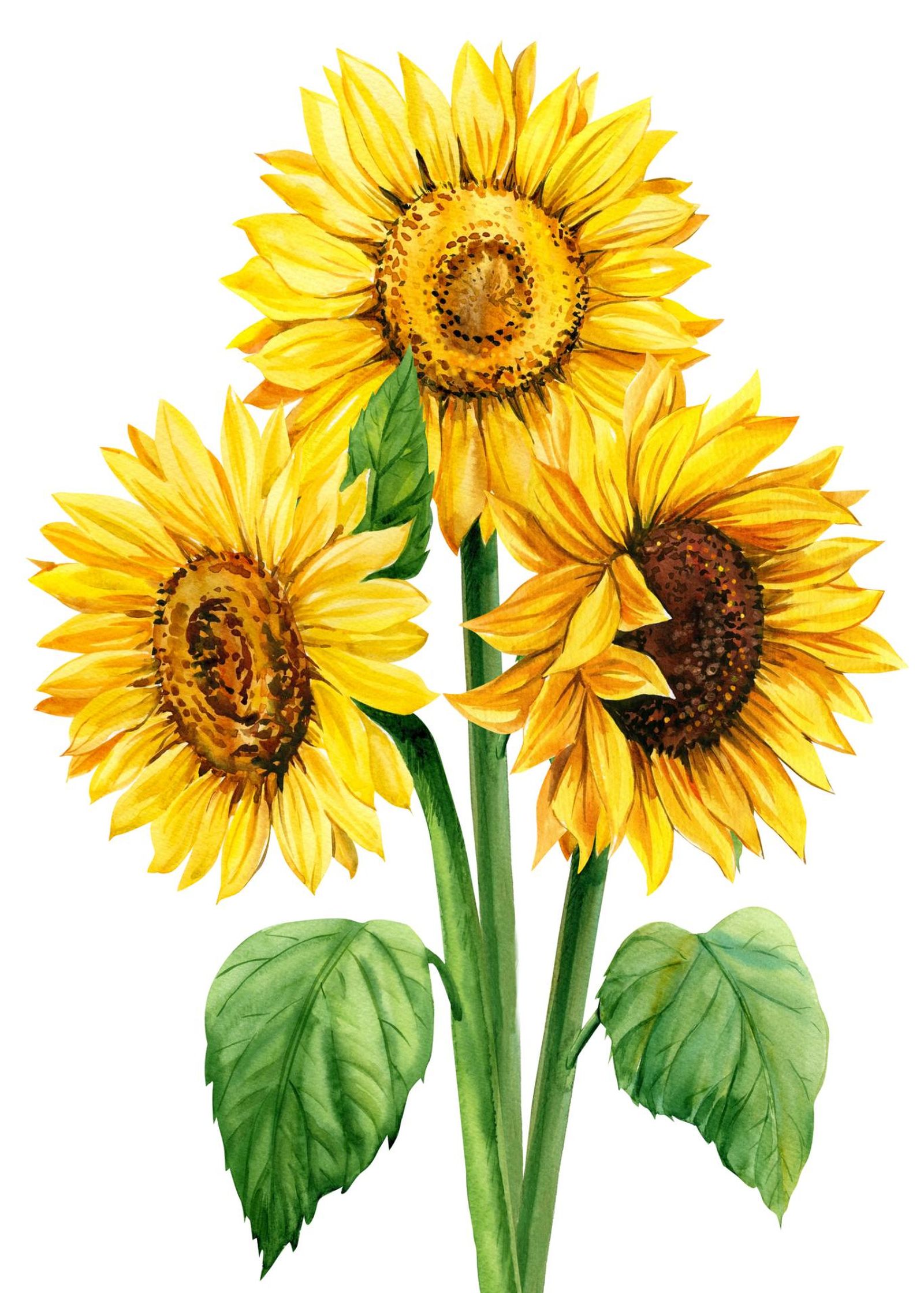 Ilustración de girasoles.