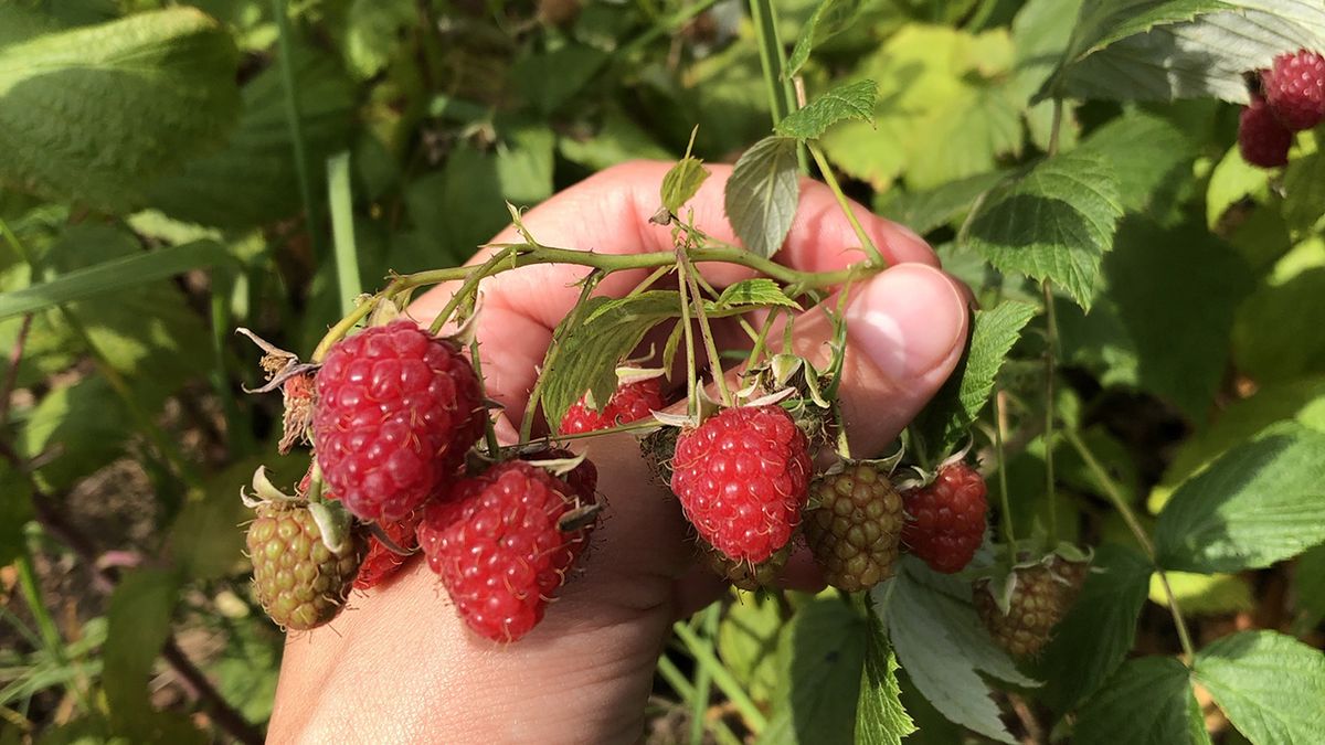 Frambuesas deliciosas