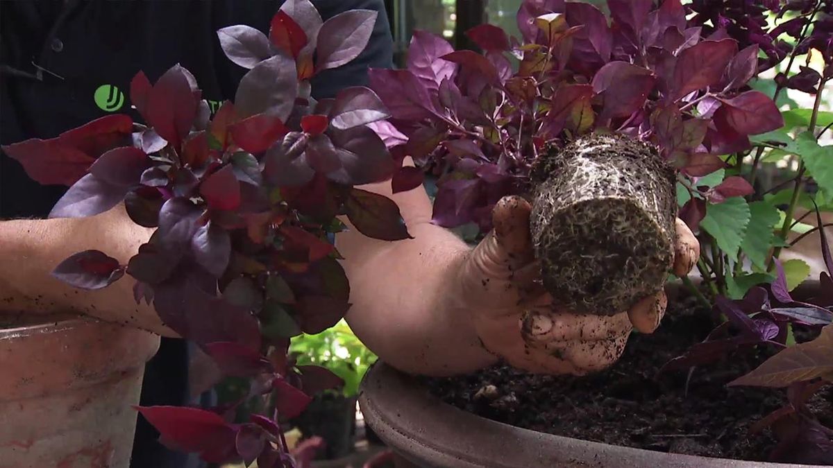 brico jardin 1040 composicion floral granate salvia morada maceta