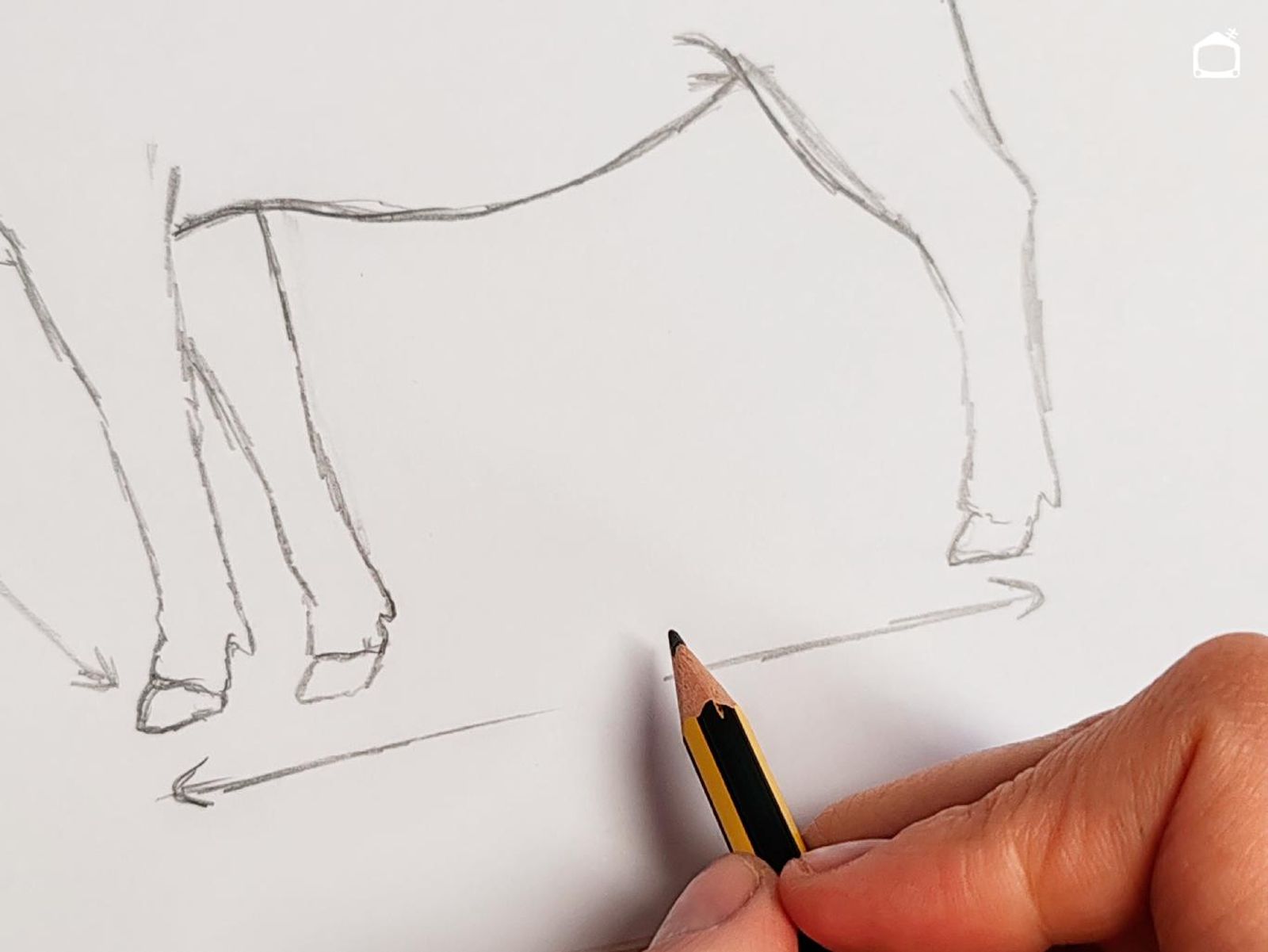 Paso cuatro para dibujar una vaca realista.