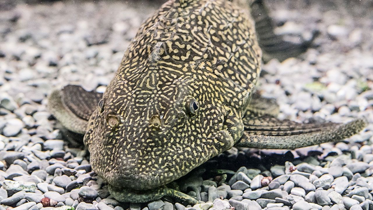 peces herbivoros