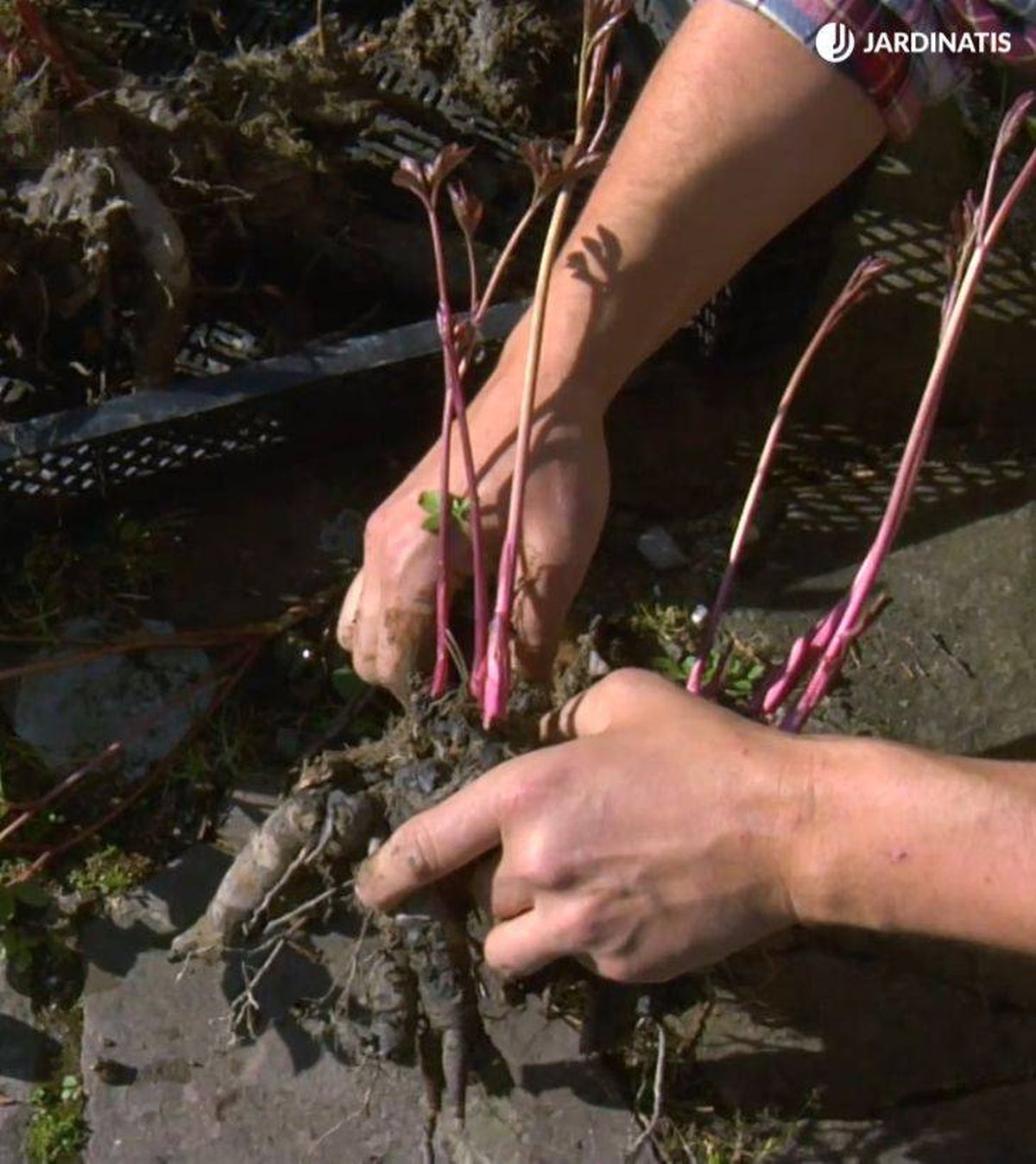 raices paeonia officinalis deco 529