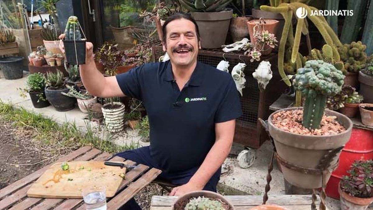 como injertar cactus inigo segurola 22 17