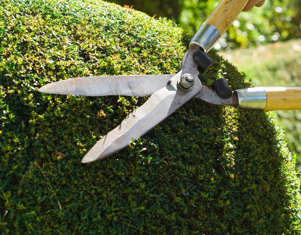 Pinzamiento arbustos xl