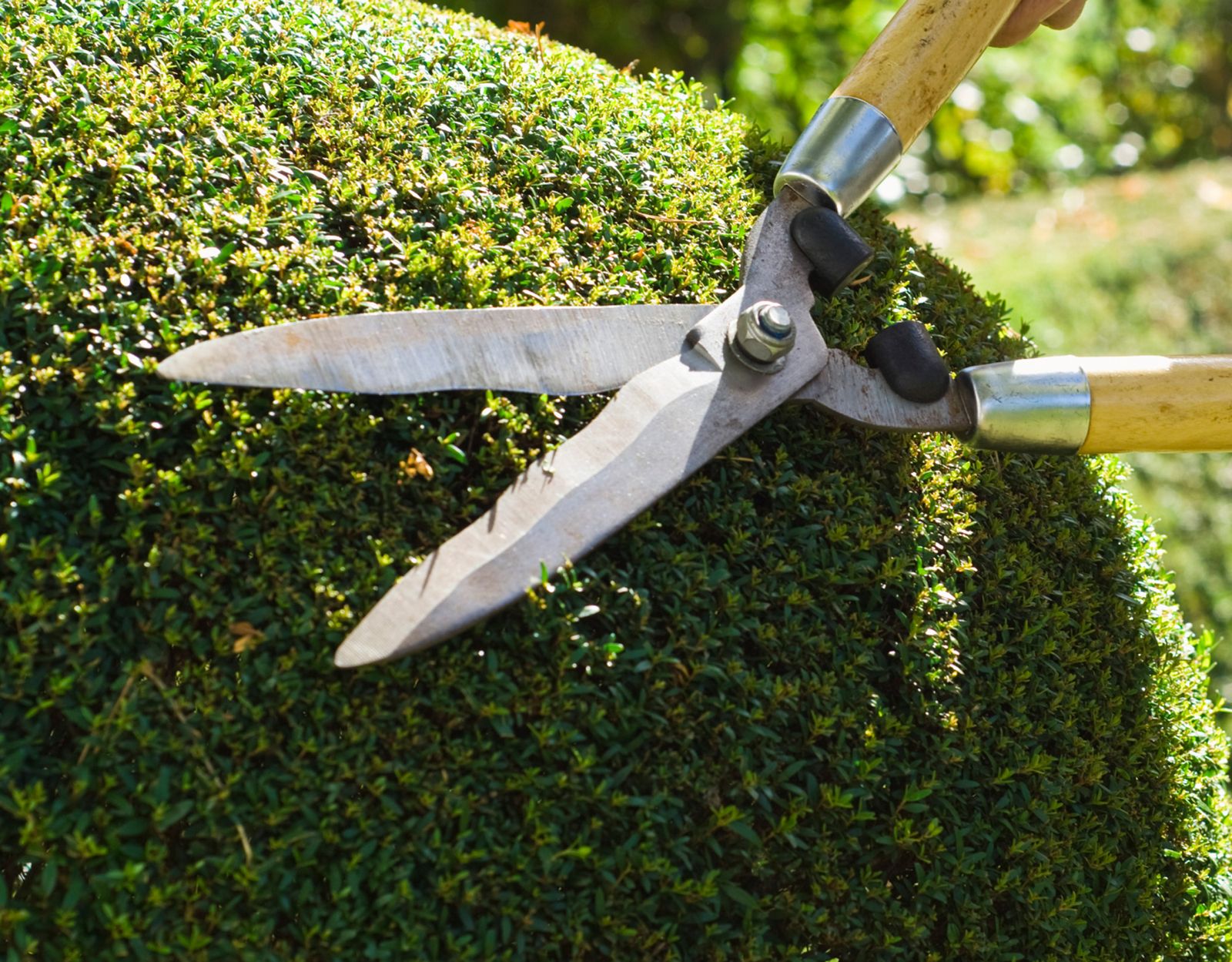 Pinzamiento arbustos xl