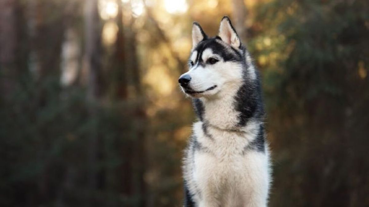 nombres para perros husky 3