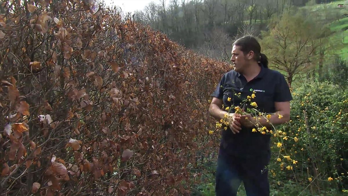 deco 770 jardin kerria japonica seto hayas