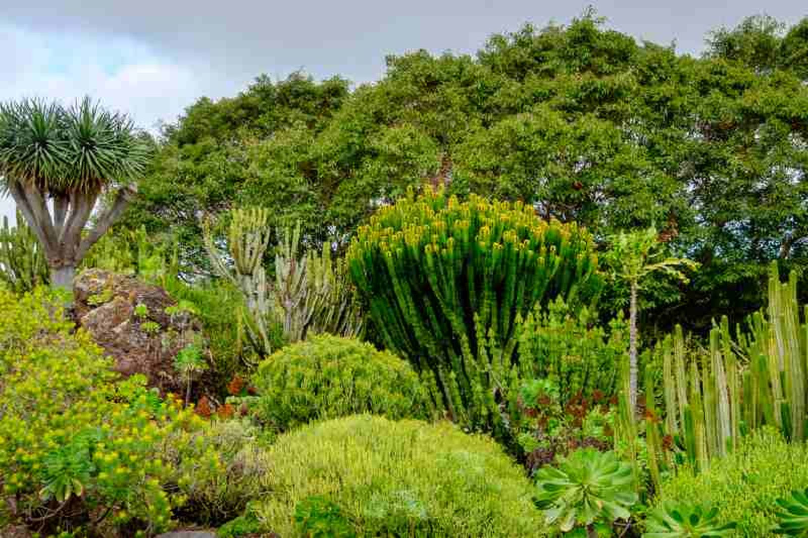 Jardín Botánico Viera y Clavijo