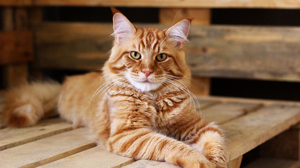 los gatos que mejor se adaptan a una casa con ninos maine coon