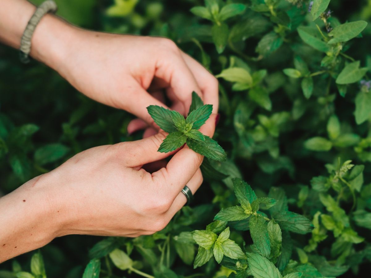 Planta menta.