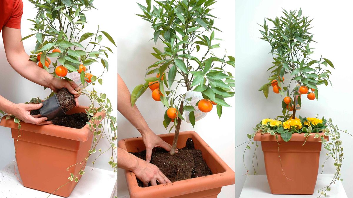 deco jardin 137 plantar citricos enanos en maceta