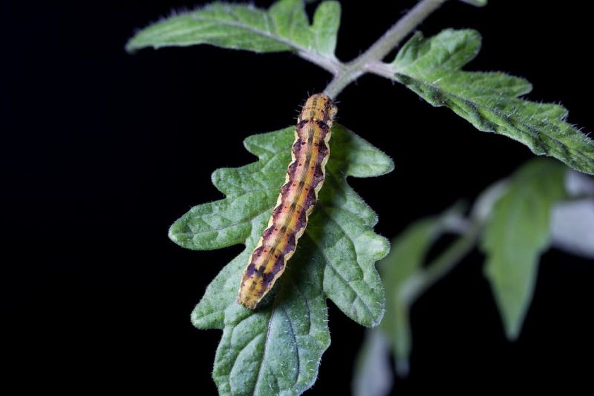 Oruga en el tomate