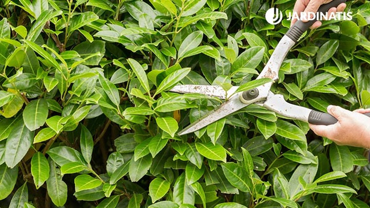 poda del laurel xl