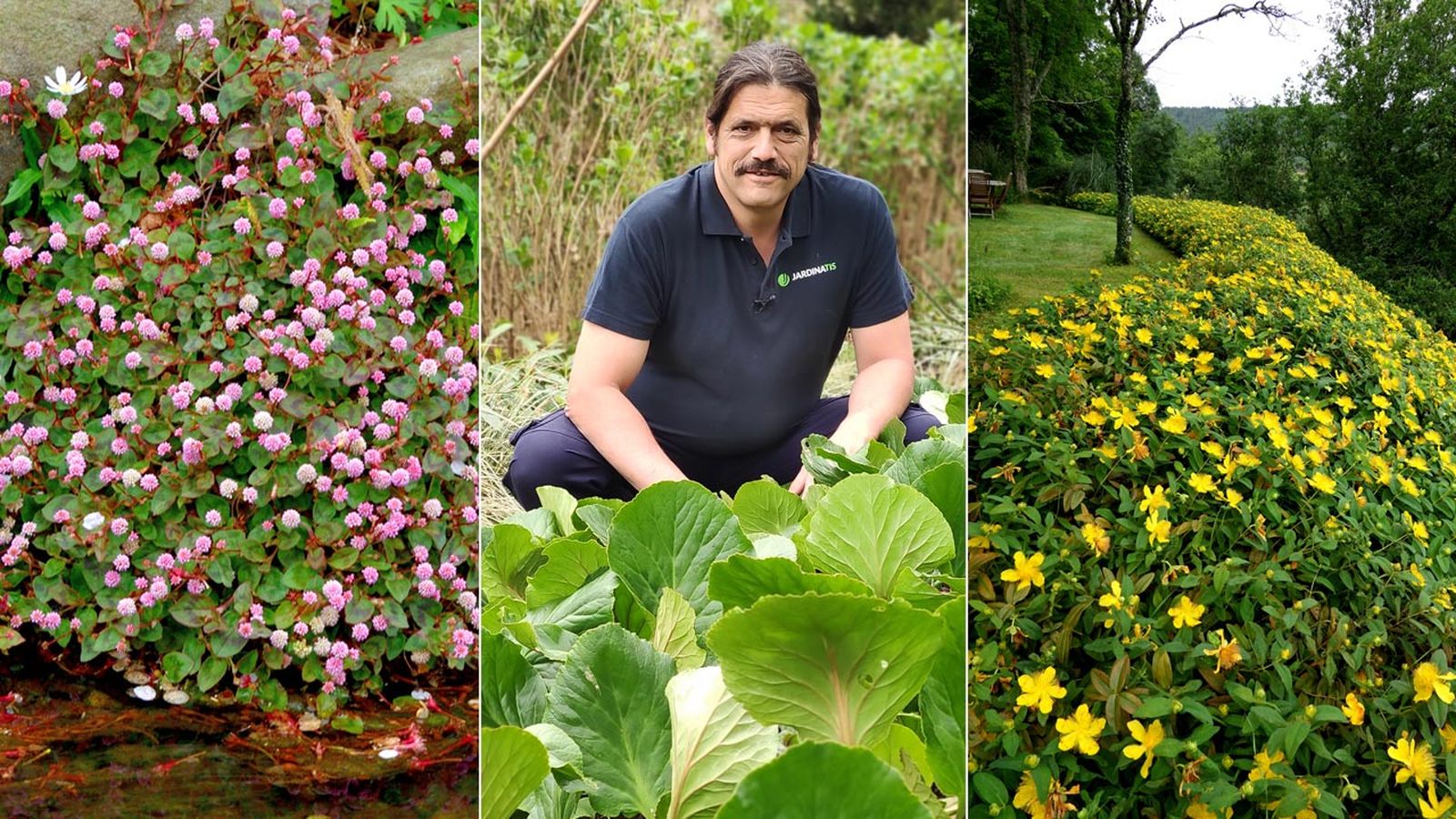 plantas cubresueños tapizantes