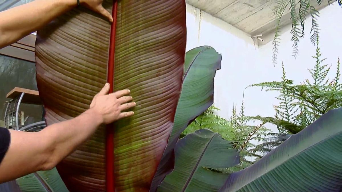 BRICO_JARDIN_857_Falso banano rojo hoja