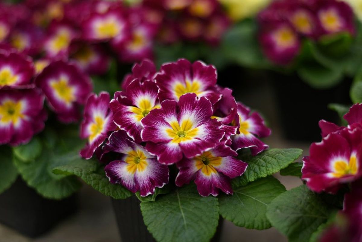 Primula obconica.