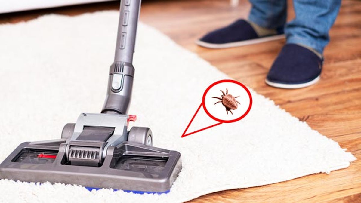 remedios caseros para eliminar las pulgas en casa