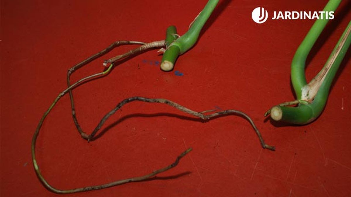 como reproducir la costilla de adan monstera deliciosa paso 2 brico 390 jardin