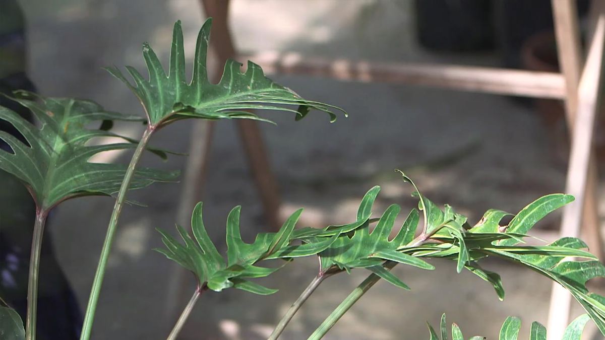 brico 1028 jardin filodendro xanadu