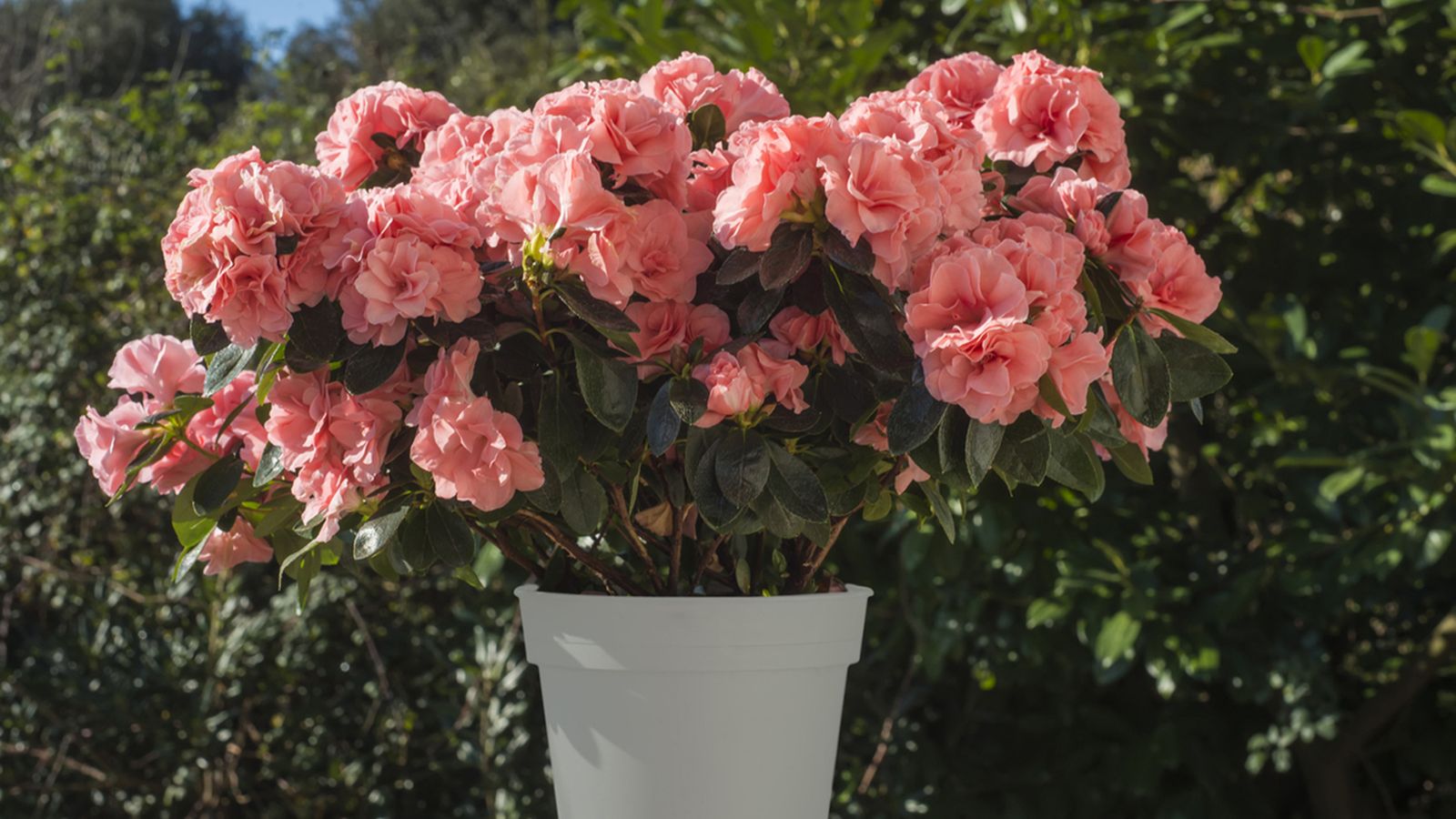 trasplante de la azalea jardineria