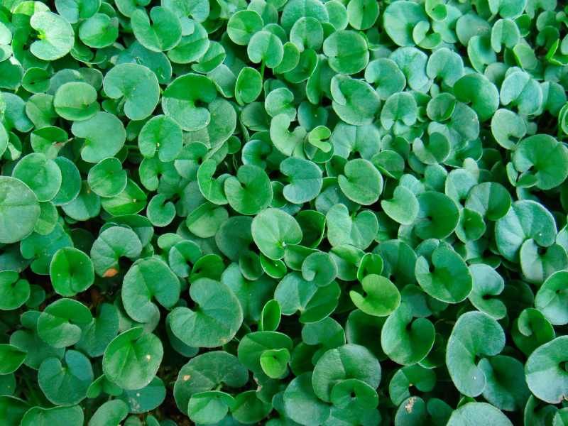 Dichondra repens