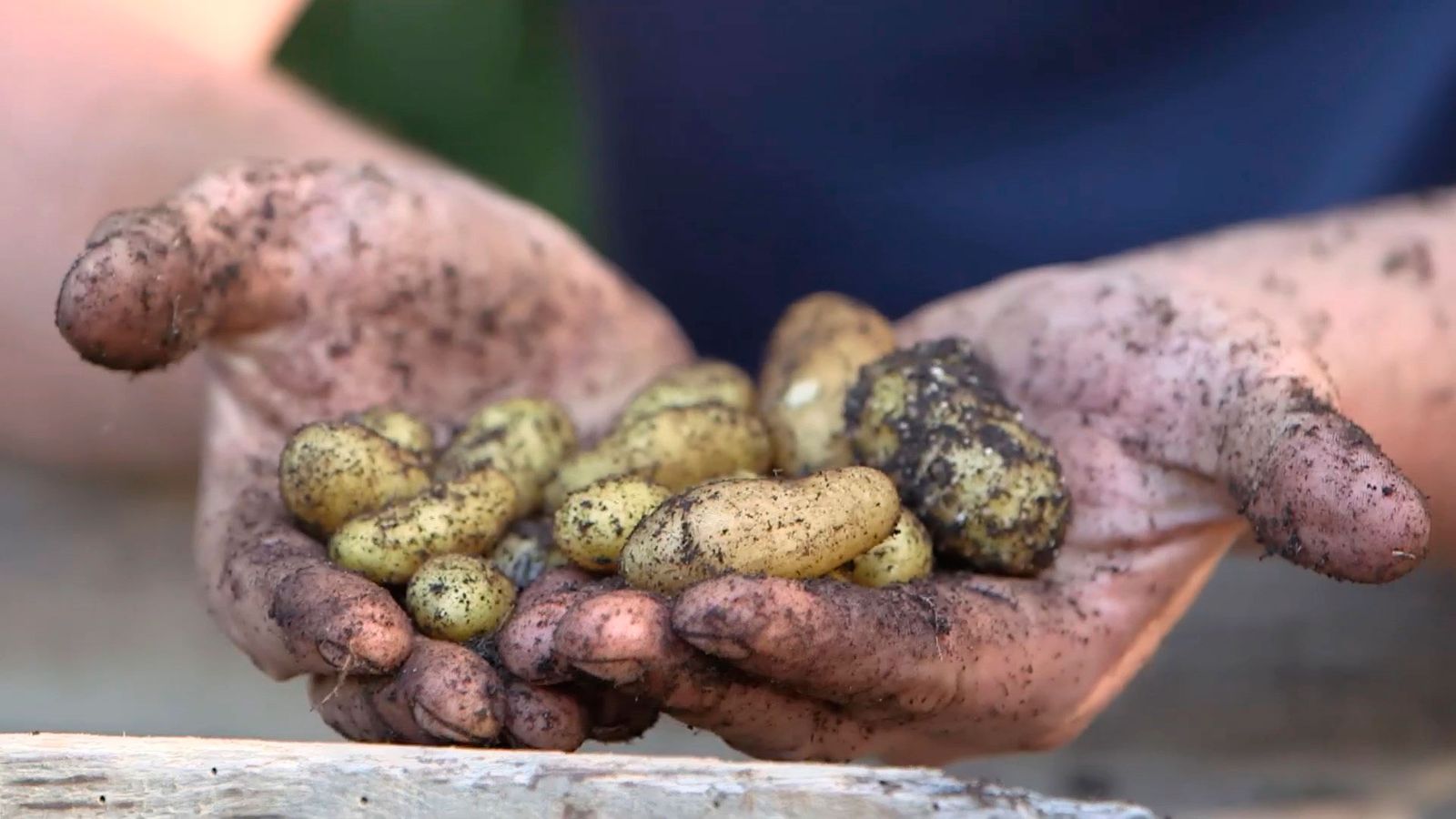 bric0962 3 resultado injerto tomatera patatera xl