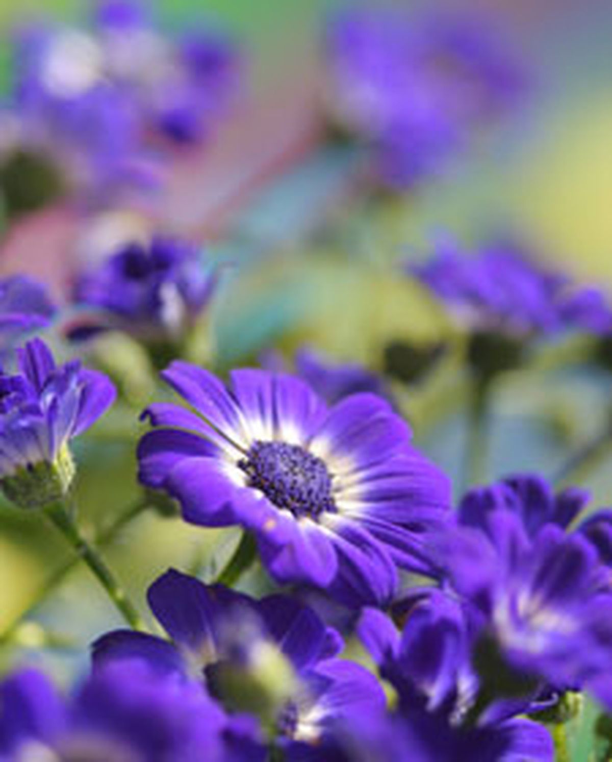 cineraria l