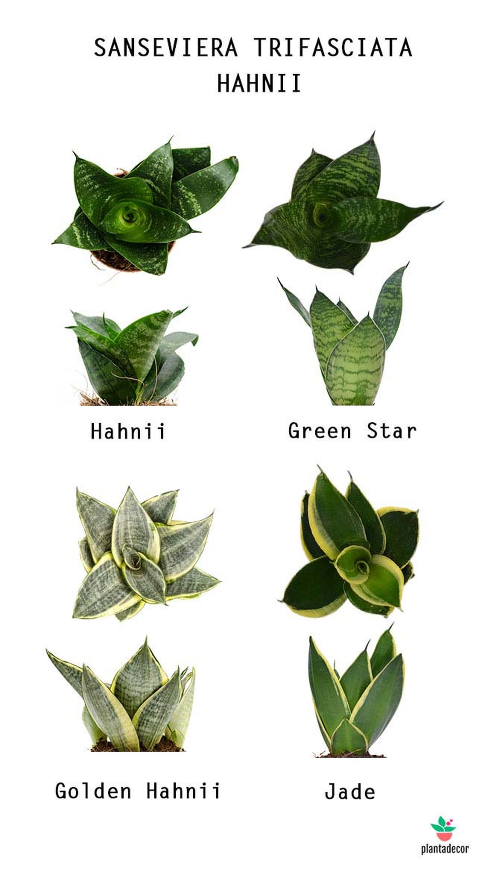 tipos sansevieras hahnii plantadecor