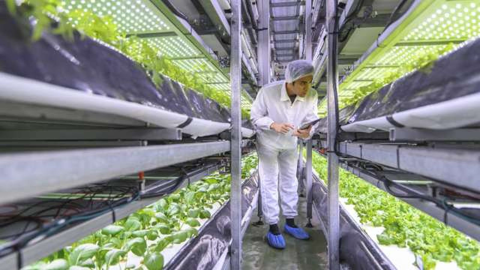 cultivo hidroponico que es